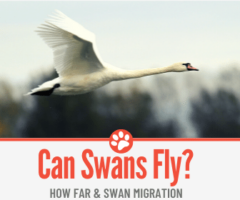 Can Swans Fly? Why & How far? +Swan Migration