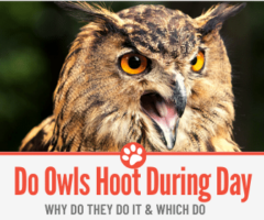 Do Owls Hoot During the Day & Why