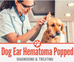 Dog Ear Hematoma Popped - Diagnose & Treat it