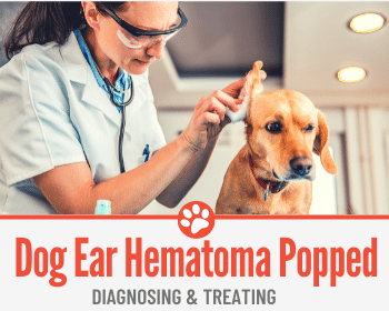 will a hematoma go away on a dogs ear