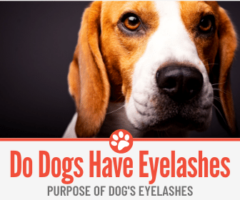 Do Dogs Have Eyelashes?