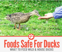 Foods Safe To Feed Ducks - What To Feed Wild & House Ducks