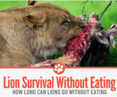 How Long Can Lions Go without Eating? How Often do they eat?