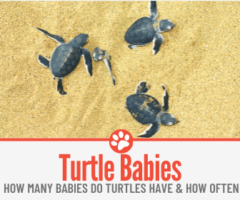 How Many Babies Do Turtles Have - How Often & How Many?