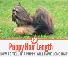 How to Tell If a Puppy Will Have Long Hair - Ultimate Guide