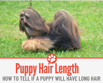 How to Tell If a Puppy Will Have Long Hair – Ultimate Guide
