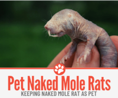 How to Keep a Naked Mole Rat as a Pet