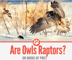 Are Owls Raptors Or Birds of Prey?