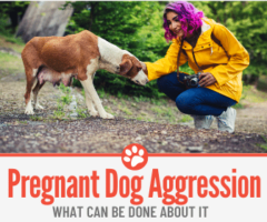Are Pregnant Dogs Aggressive? What To do About it