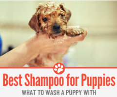 What To Wash A Puppy With – Best Shampoo for your Puppy?